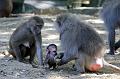 2010-08-24 (608) Aanranding en mishandeling gebeurd ook in de apenwereld